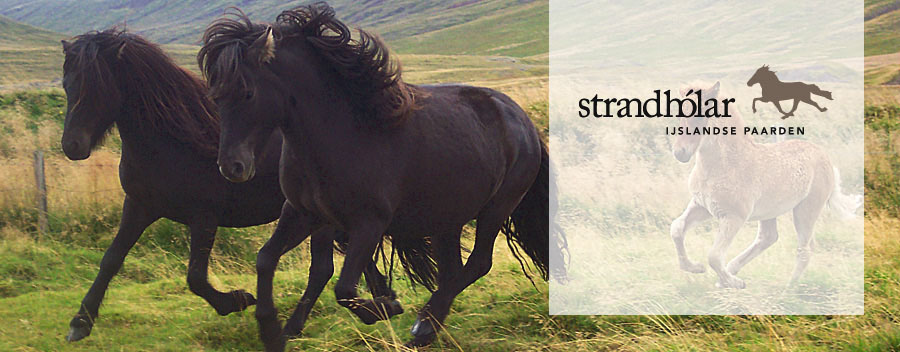 Bemiddeling bij aankoop en verkoop van IJslandse paarden